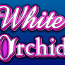 شعار White Orchid