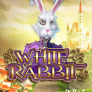 شعار White Rabbit