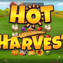 شعار Hot Harvest