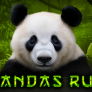 شعار Pandas Run